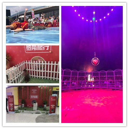 清遠(yuǎn)市萌寵展租賃服務(wù)推薦 鴻飛禮儀慶典專業(yè)解決方案